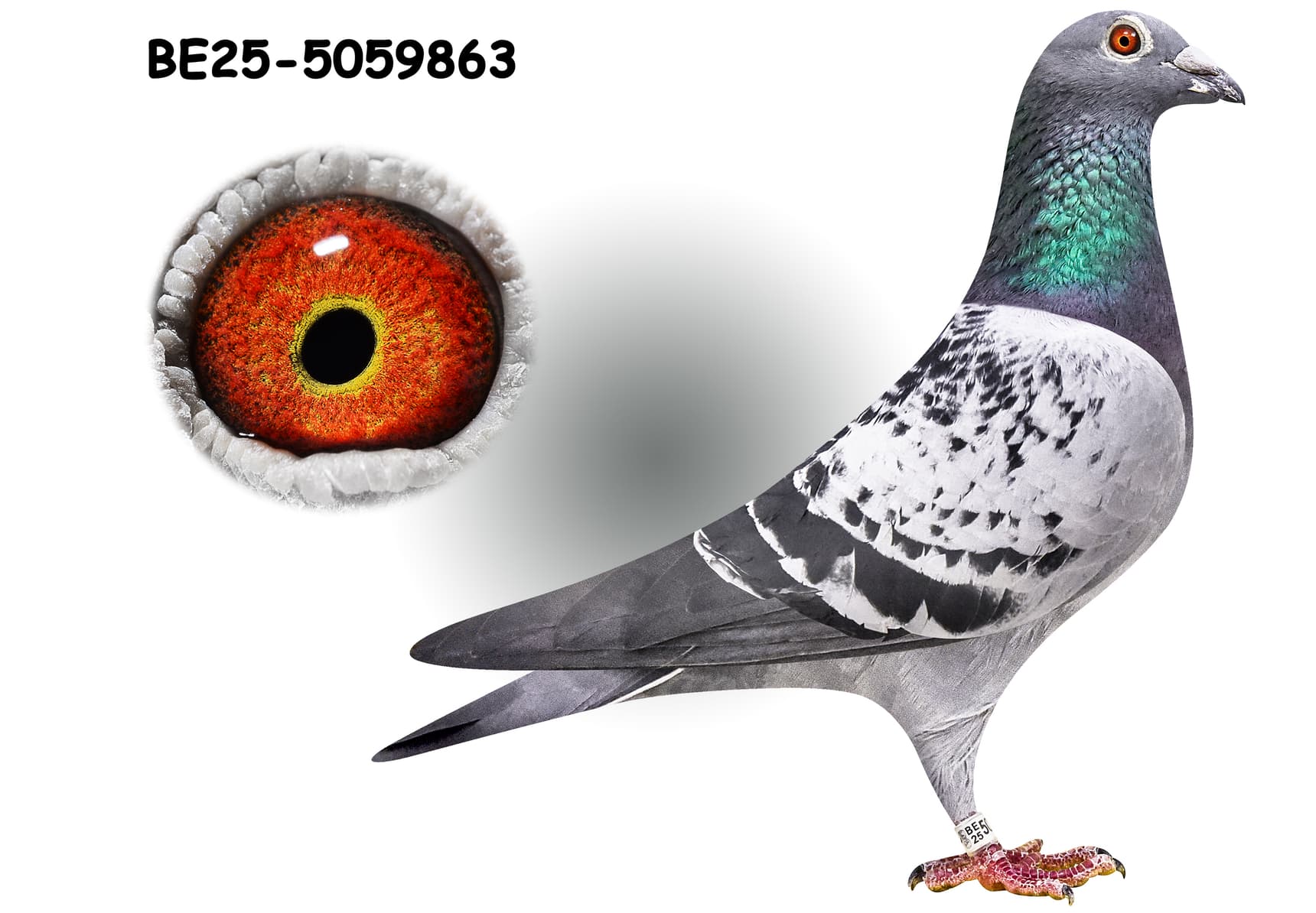 ‘Inbred Harry’ x ‘Bontje Kittel’