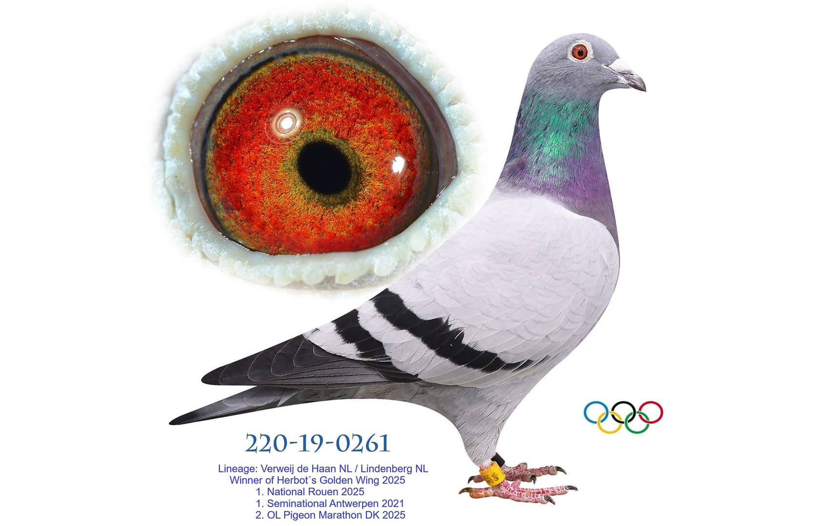 “Catwoman II” wins the Herbots Golden Wing of 2025 in Denmark