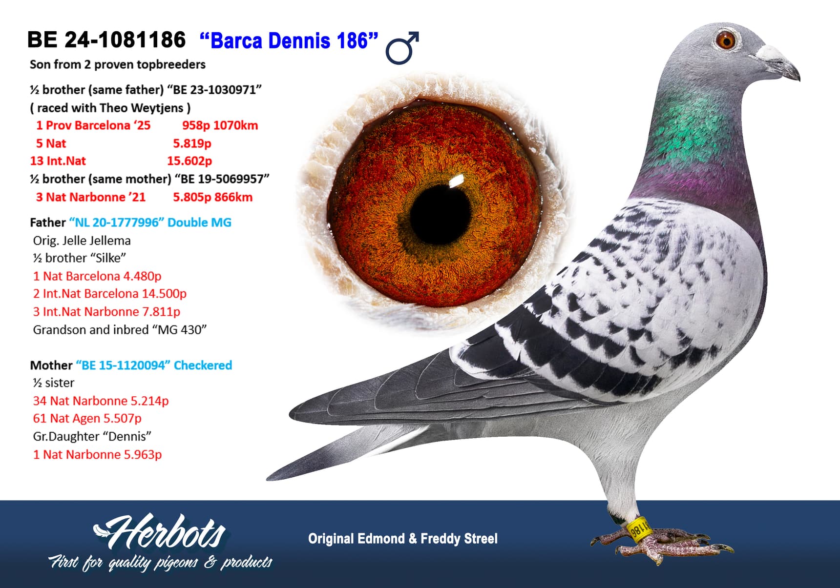 pigeon: undefined