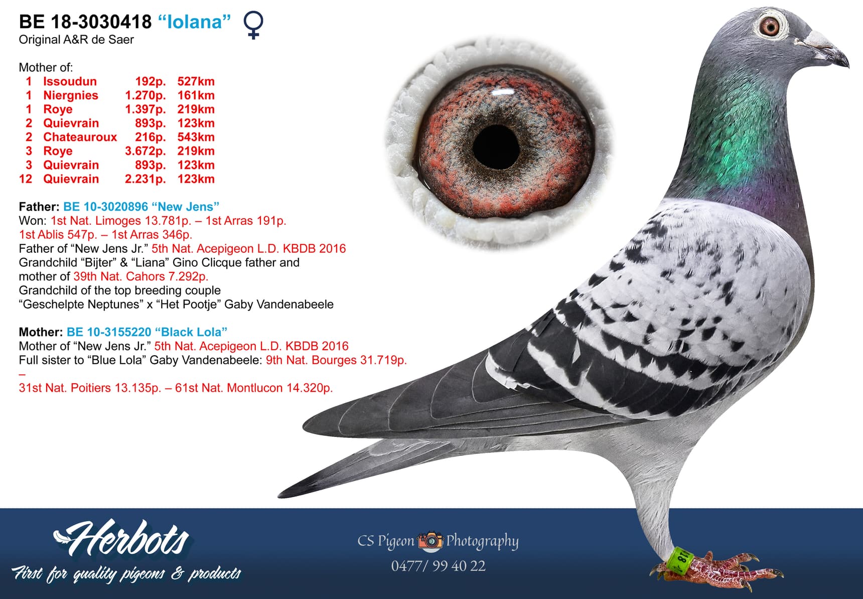 pigeon: undefined