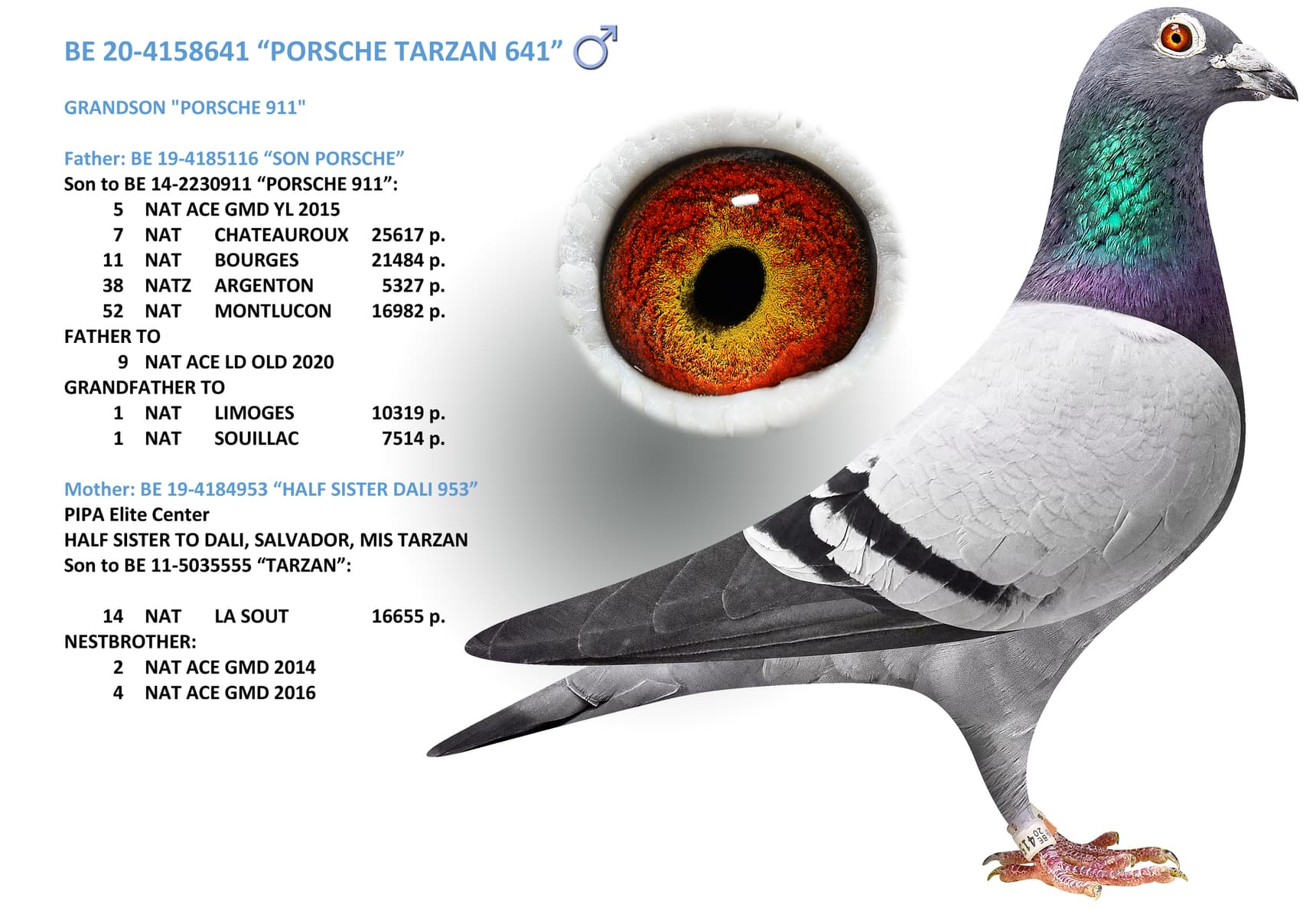 “PORSCHE TARZAN 641”