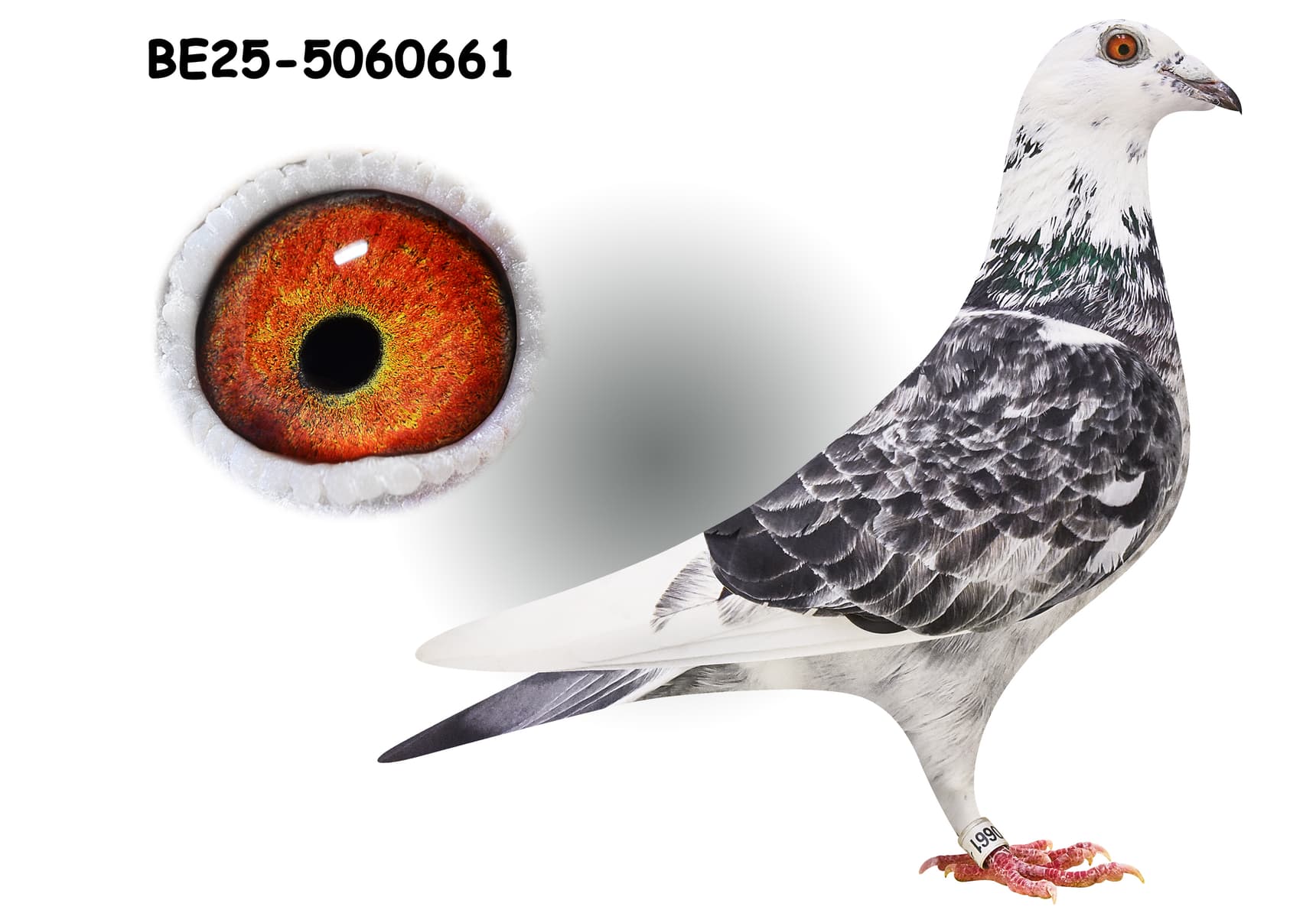 "Kittel Diamant 661"