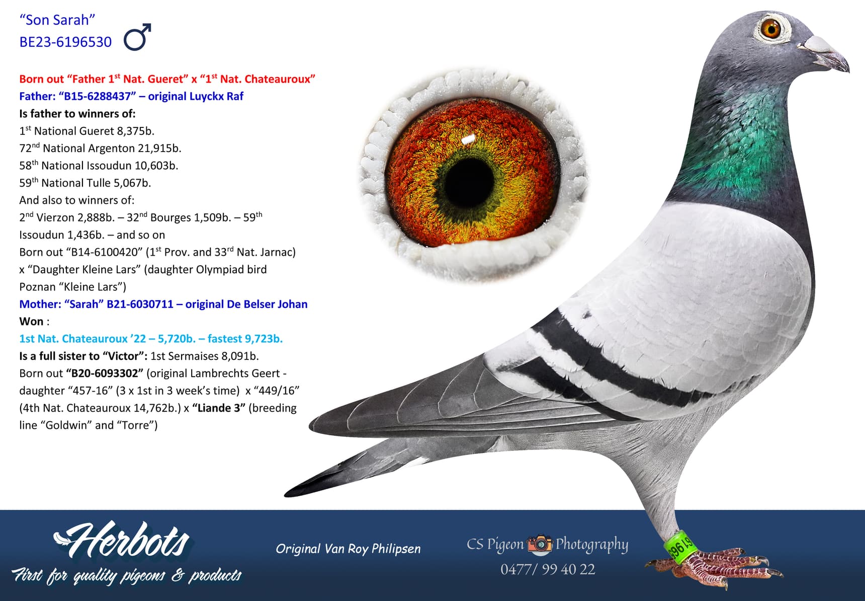 pigeon: undefined