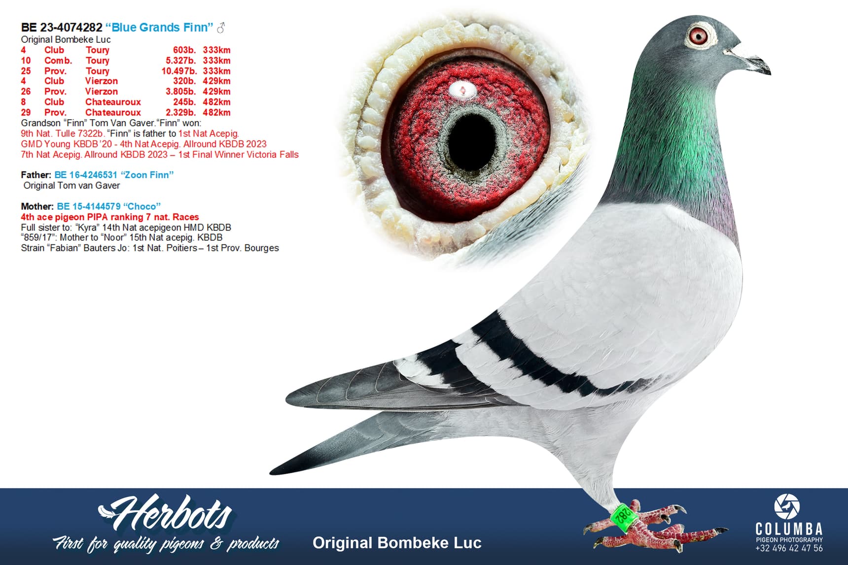 pigeon: undefined