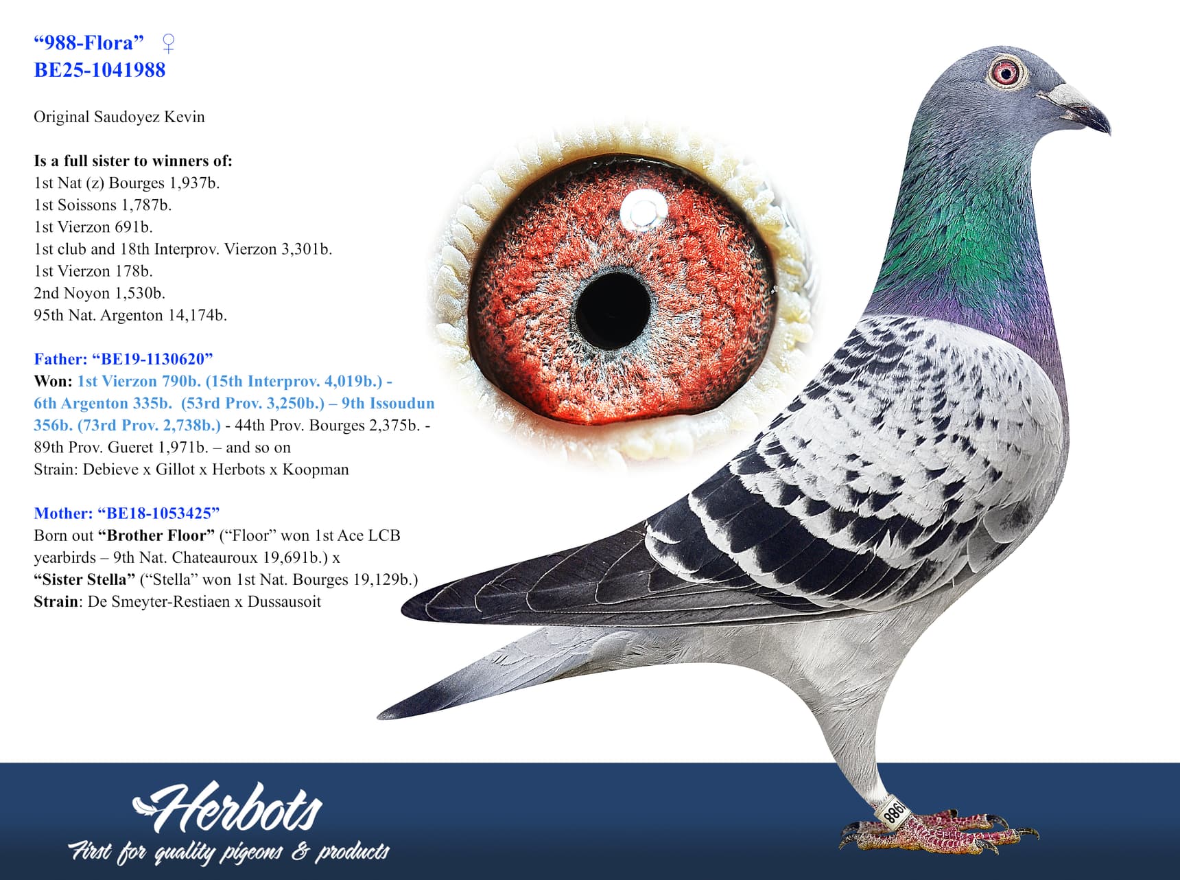 pigeon: undefined