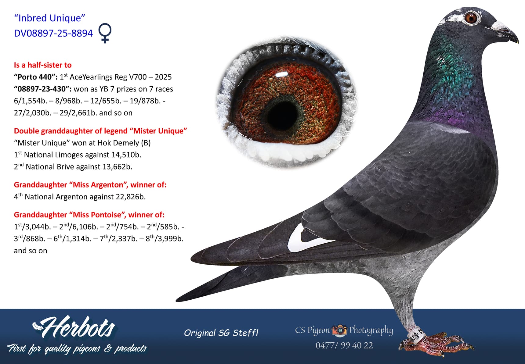 pigeon: undefined