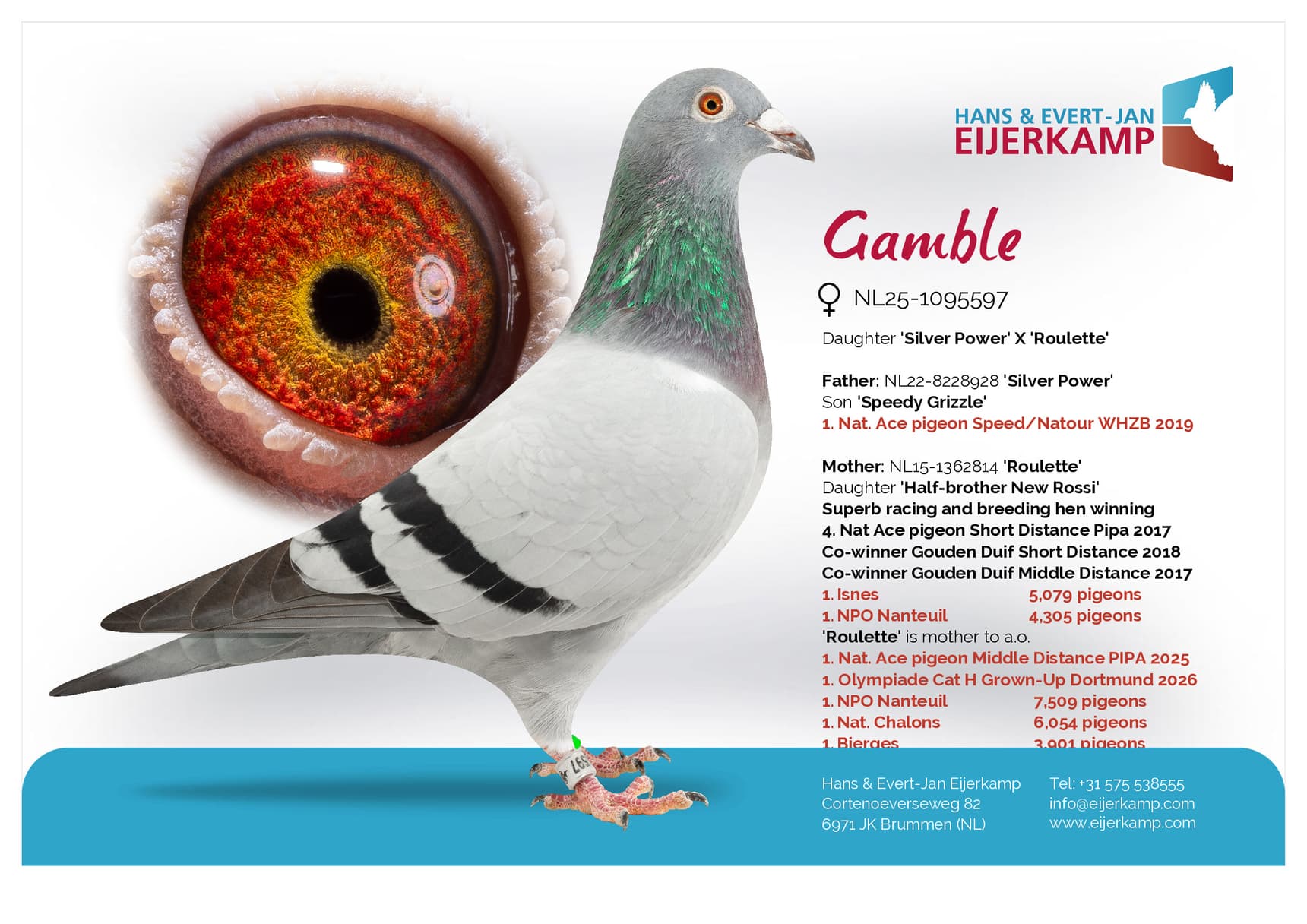 pigeon: undefined