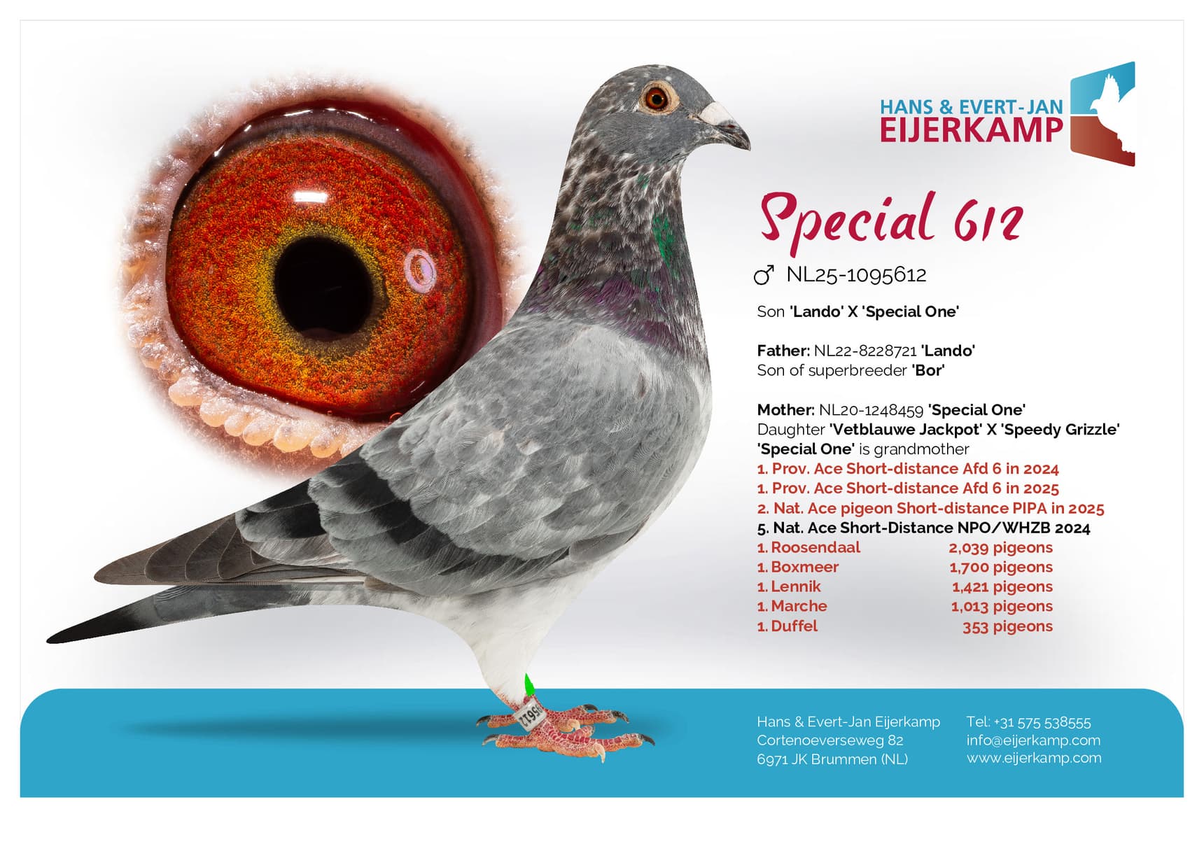 pigeon: undefined