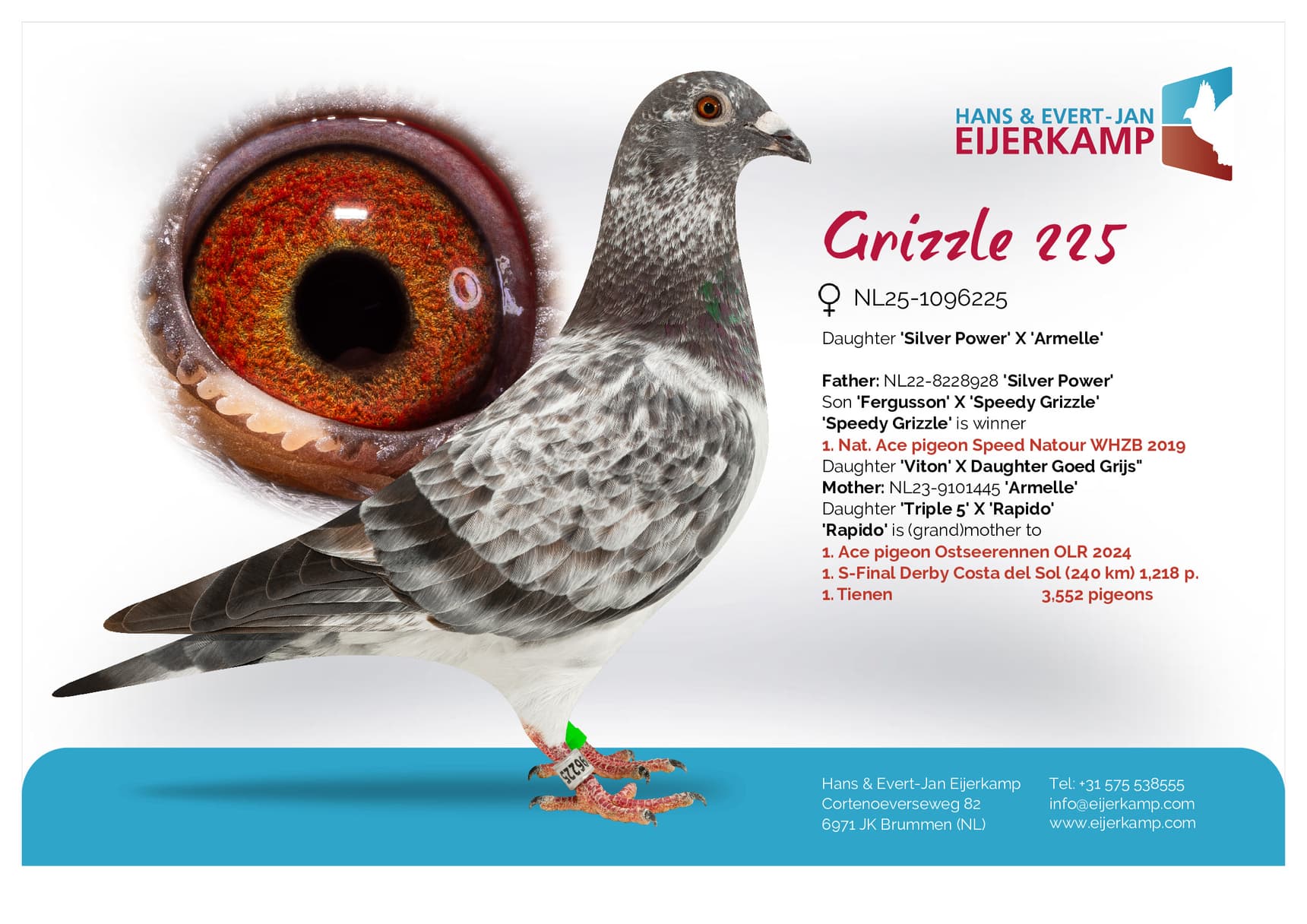 pigeon: undefined