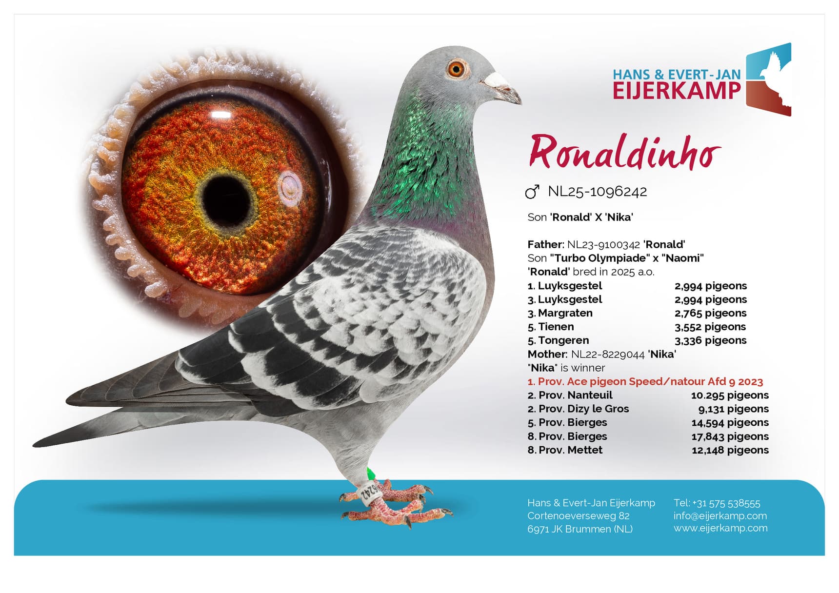pigeon: undefined