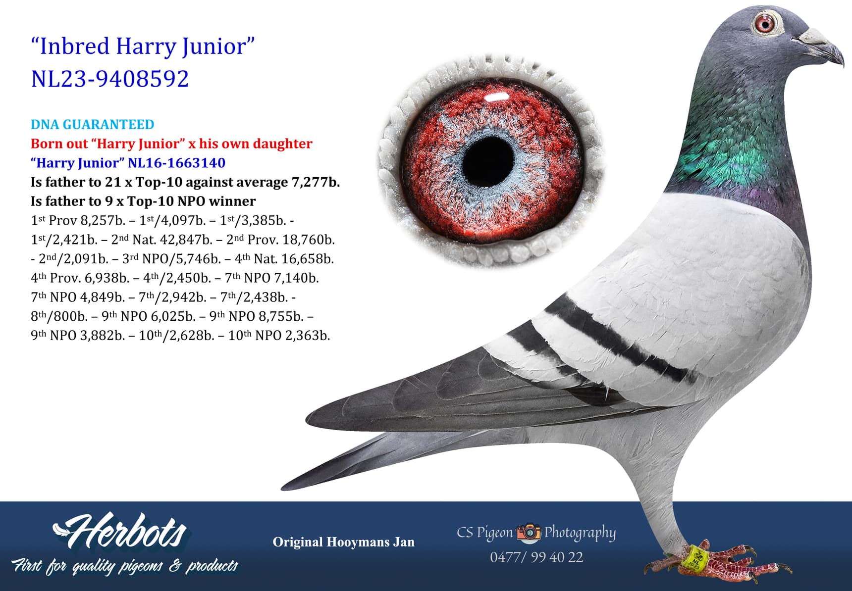 pigeon: undefined