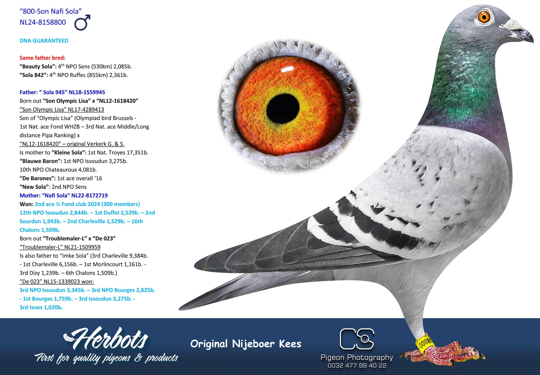 pigeon: undefined