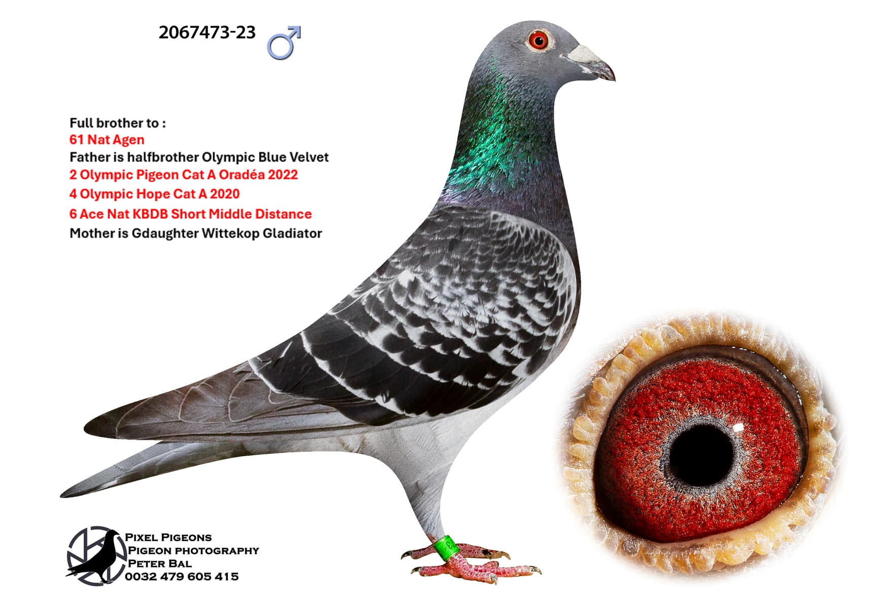 ‘Beauty 142’ x ‘Geerinckx 078’