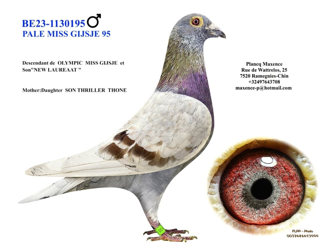 "PALE MISS GIJSJE 95"