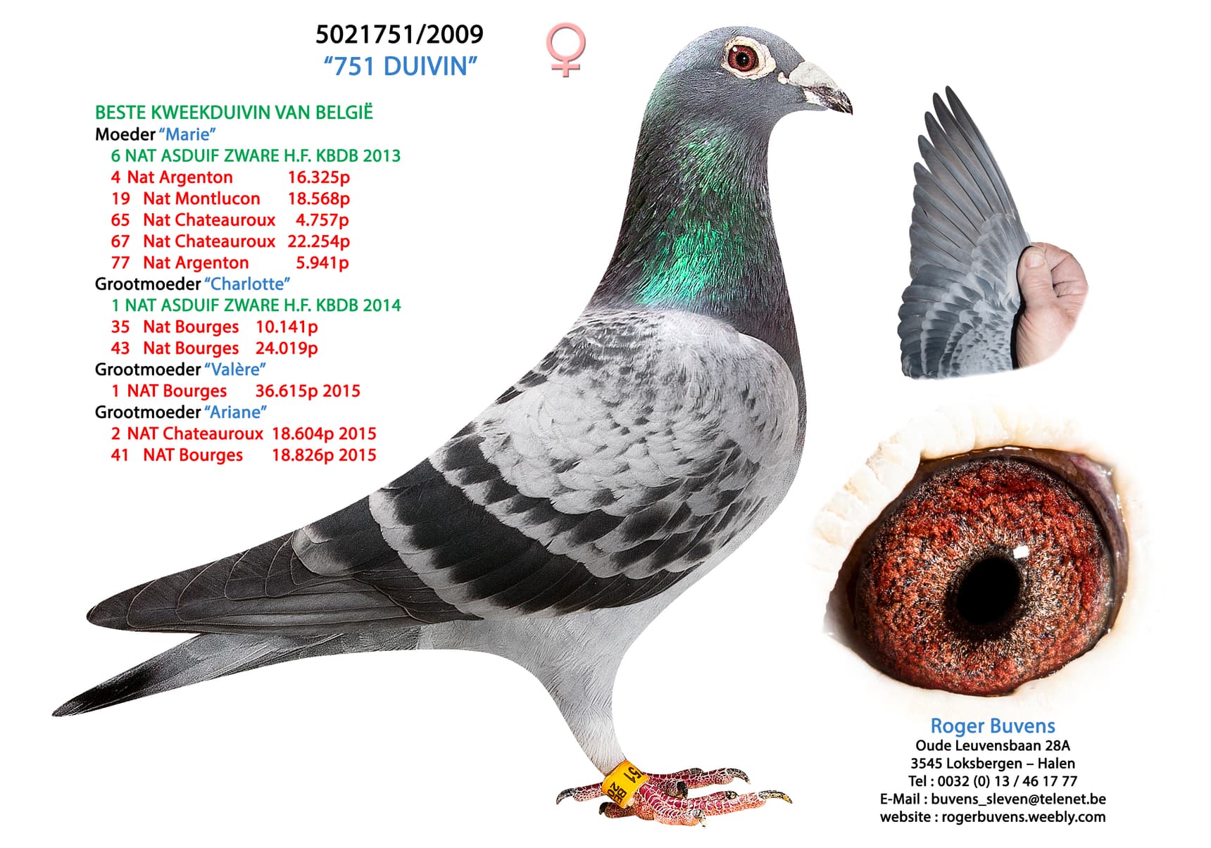 Best breeding hen “751” Roger Buvens