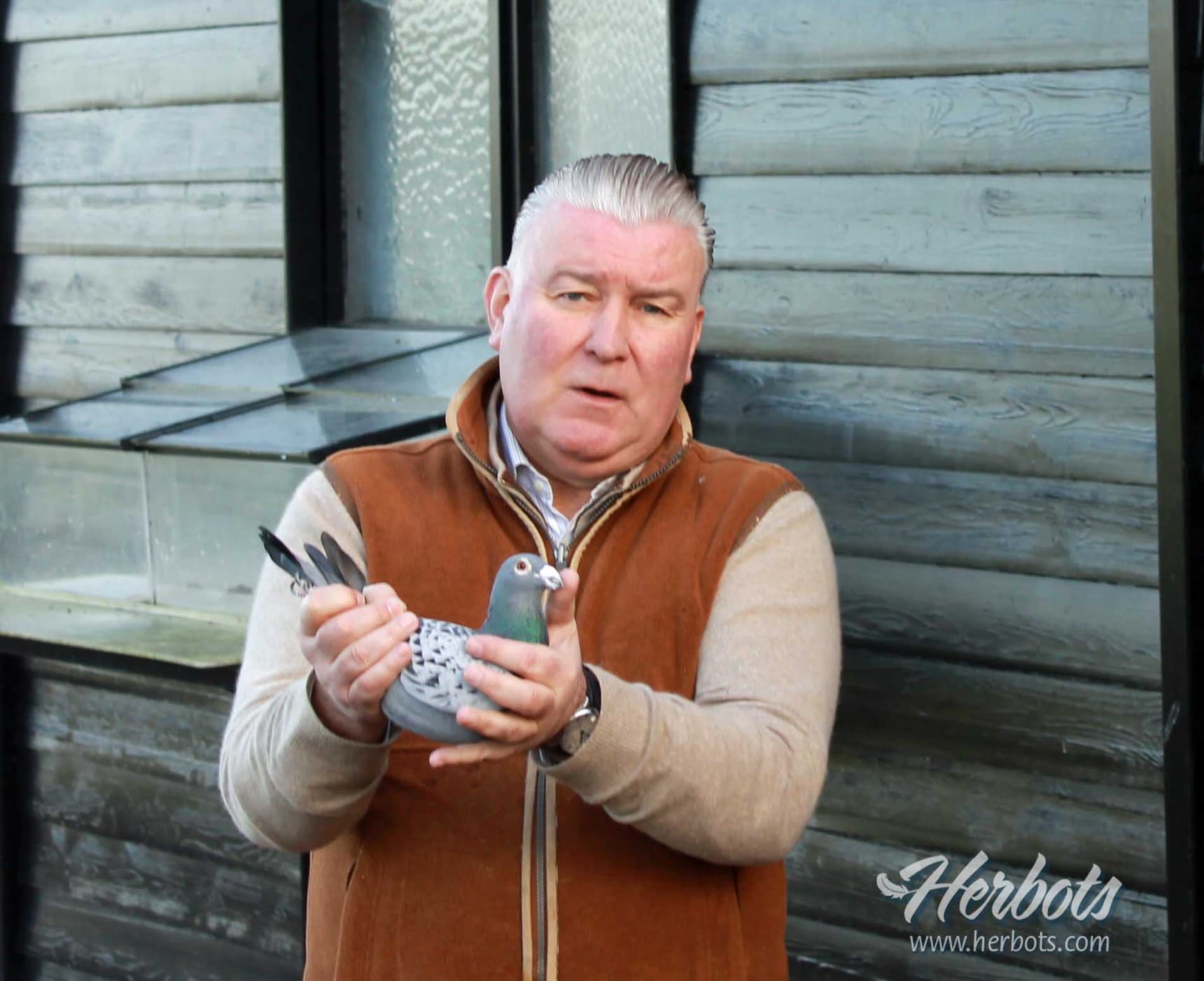 Bert Vanden Berghe (Wortegem-Petegem) : a classy breeding loft leads to very strong results !