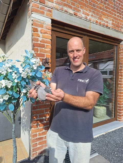 Loft Verstraete Pigeons (Wielsbeke) wint 1e Prov. Chateauroux.