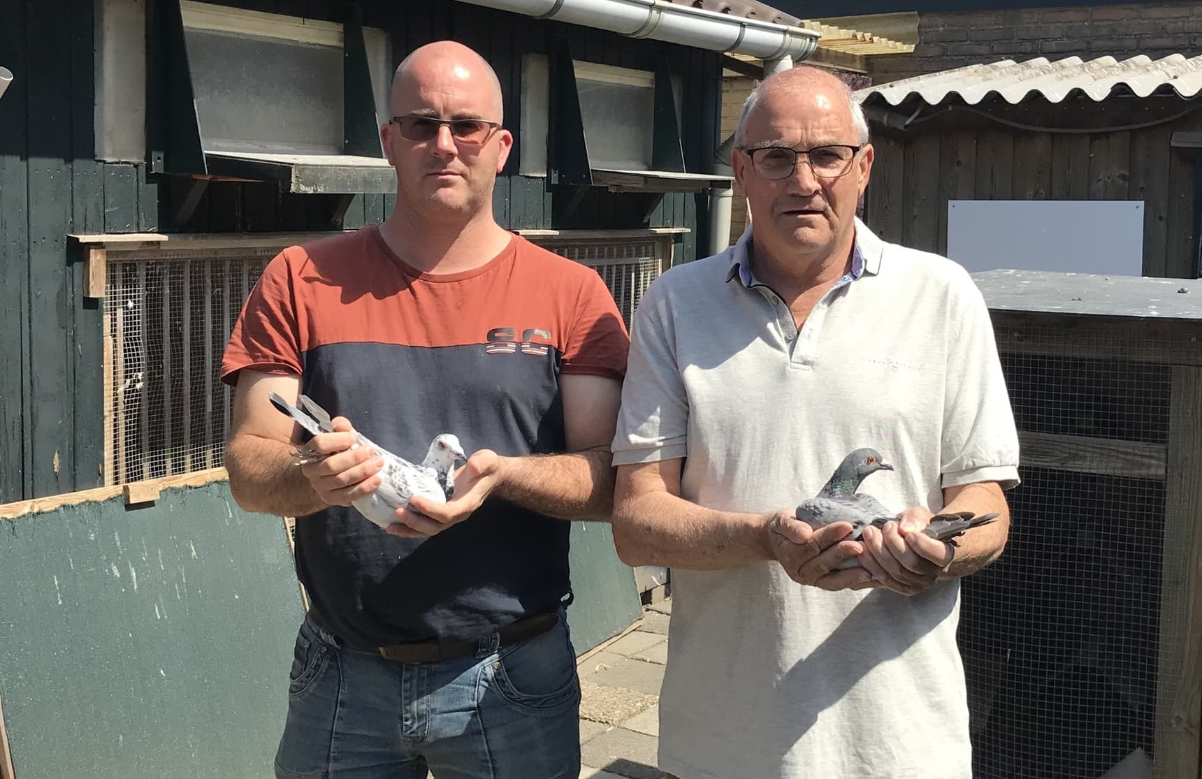 Herbots duiven doen het goed bij Stabel en zoon in Goirle Nederland.