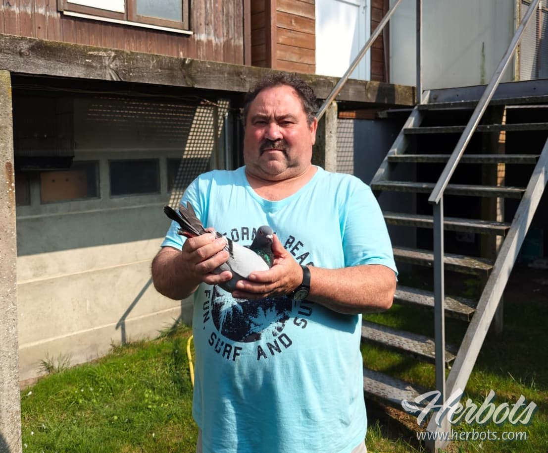 Ludo Panis & Son (Diepenbeek) are provisionally 1st Nat. Ace Pigeon heavy middle distance youngsters after 2 national races 2024