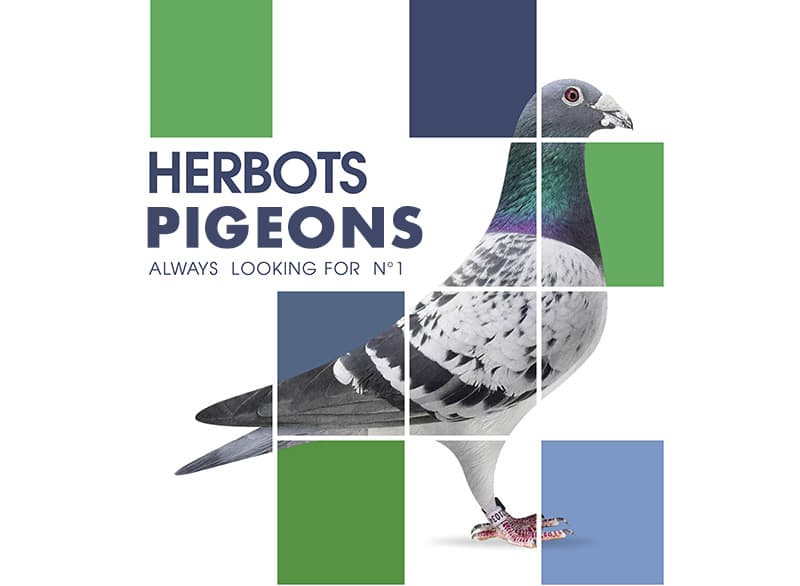 ORIGINAL HERBOTS PIGEONS FOR SALE ON FIXED PRICES.