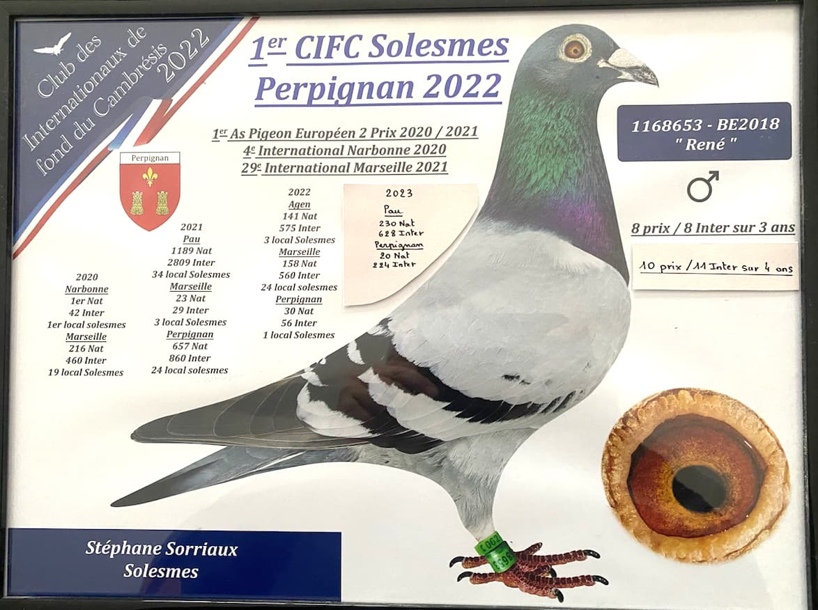 Stéphane Sorriaux, meilleurs pigeon europèen pipa ranking.