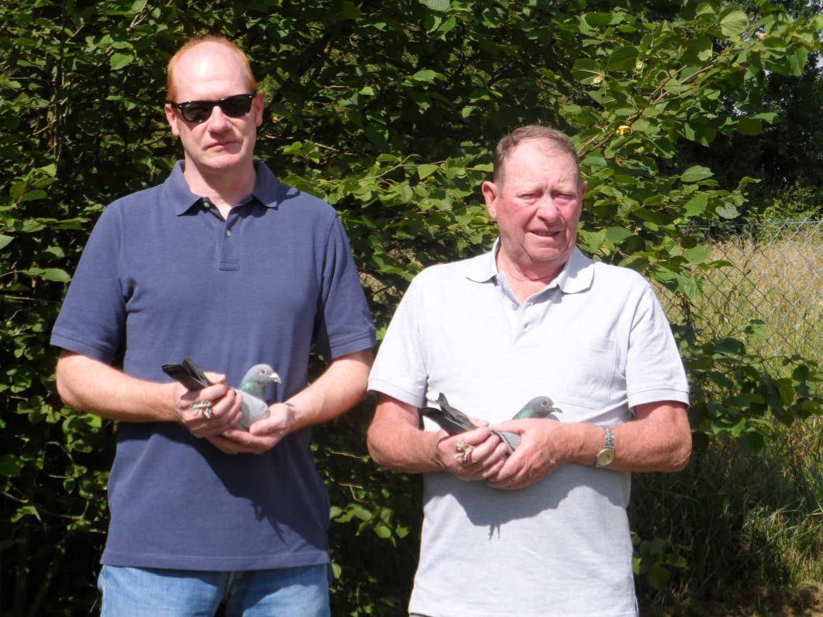 Pigeon Bids Kipp und Söhne