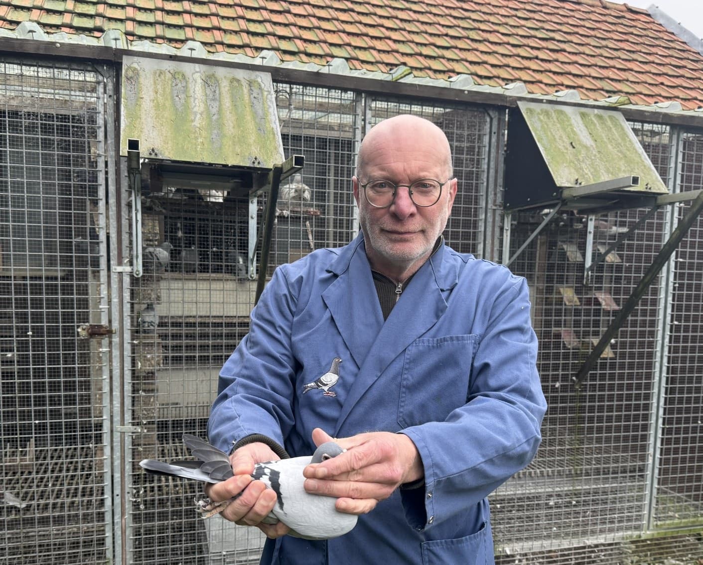 网络限时拍卖:博斯•彼得(Bours Peter) - 弃标鸽