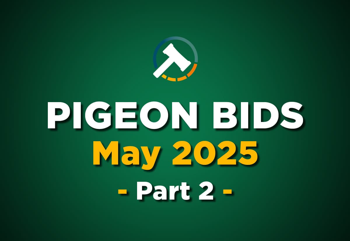 Pigeon Bids May 2025 - Part 2