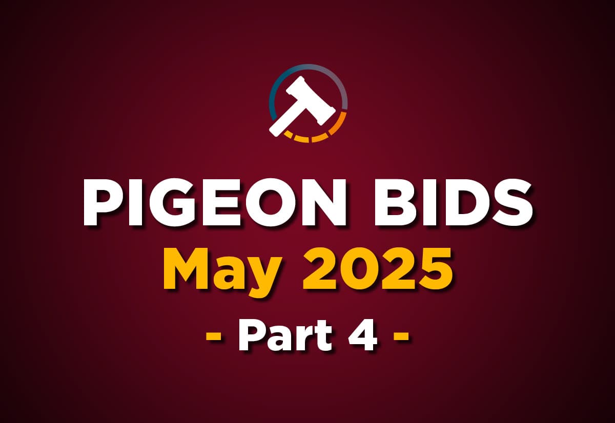 Pigeon Bids May 2025 - Part 4