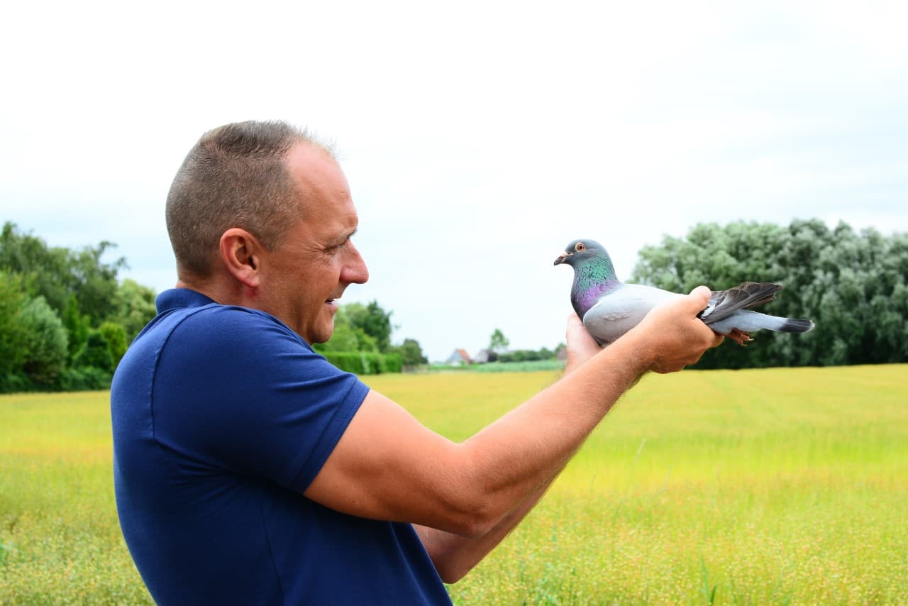 Pigeon Bids Velghe Pigeons - Nov 2021