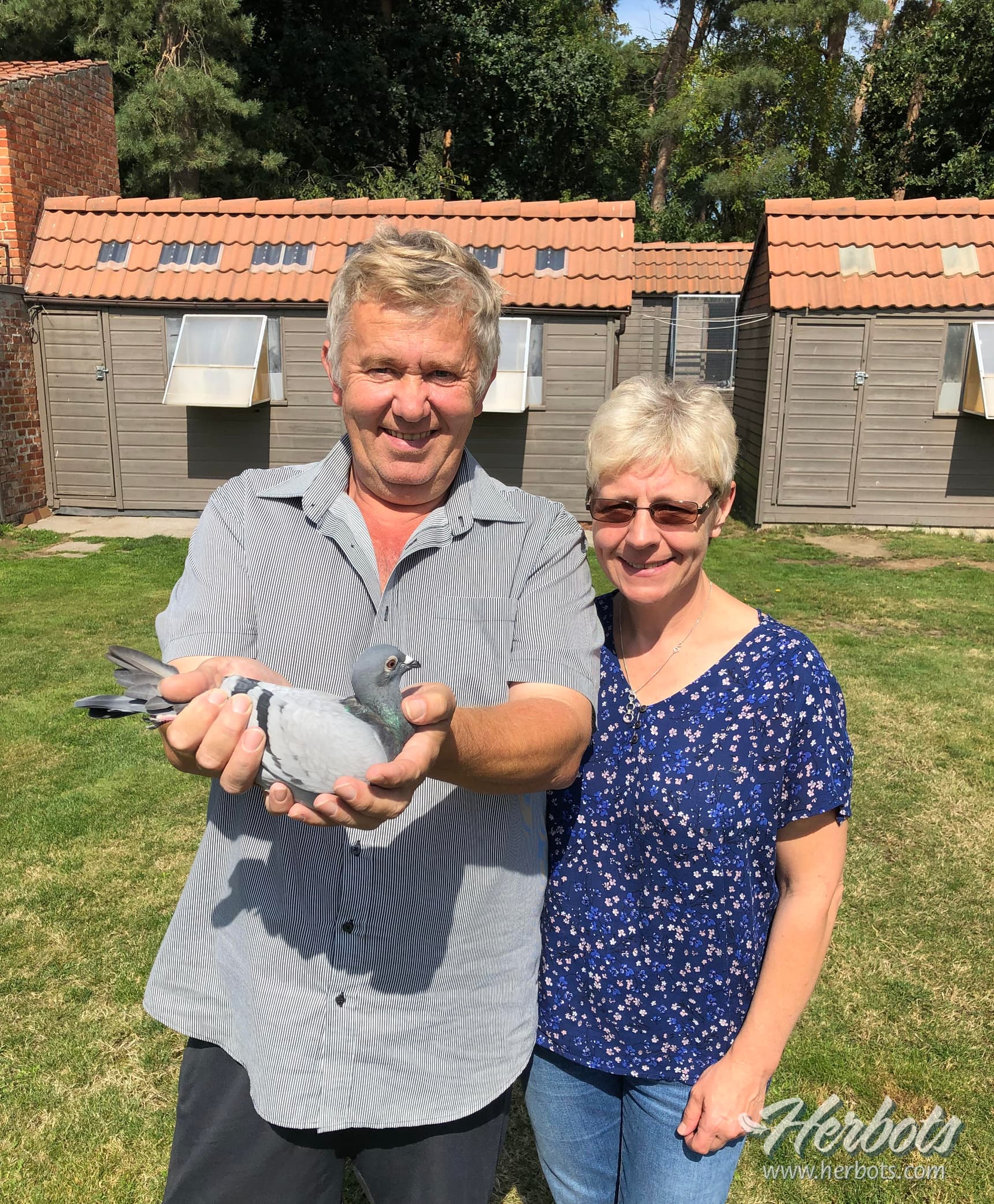 Patrick Vervloesem (Rijmenam) heeft voorlopig de beste oude duif op de ééndaagse fond