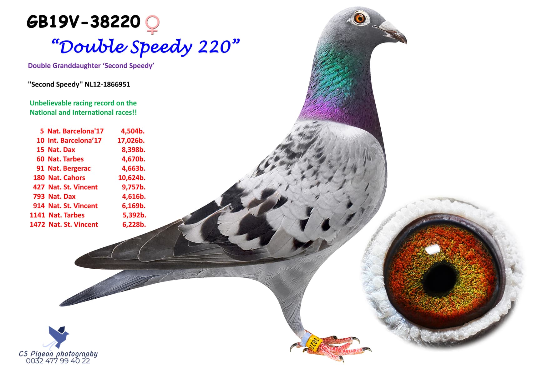 pigeon: Double Speedy 220