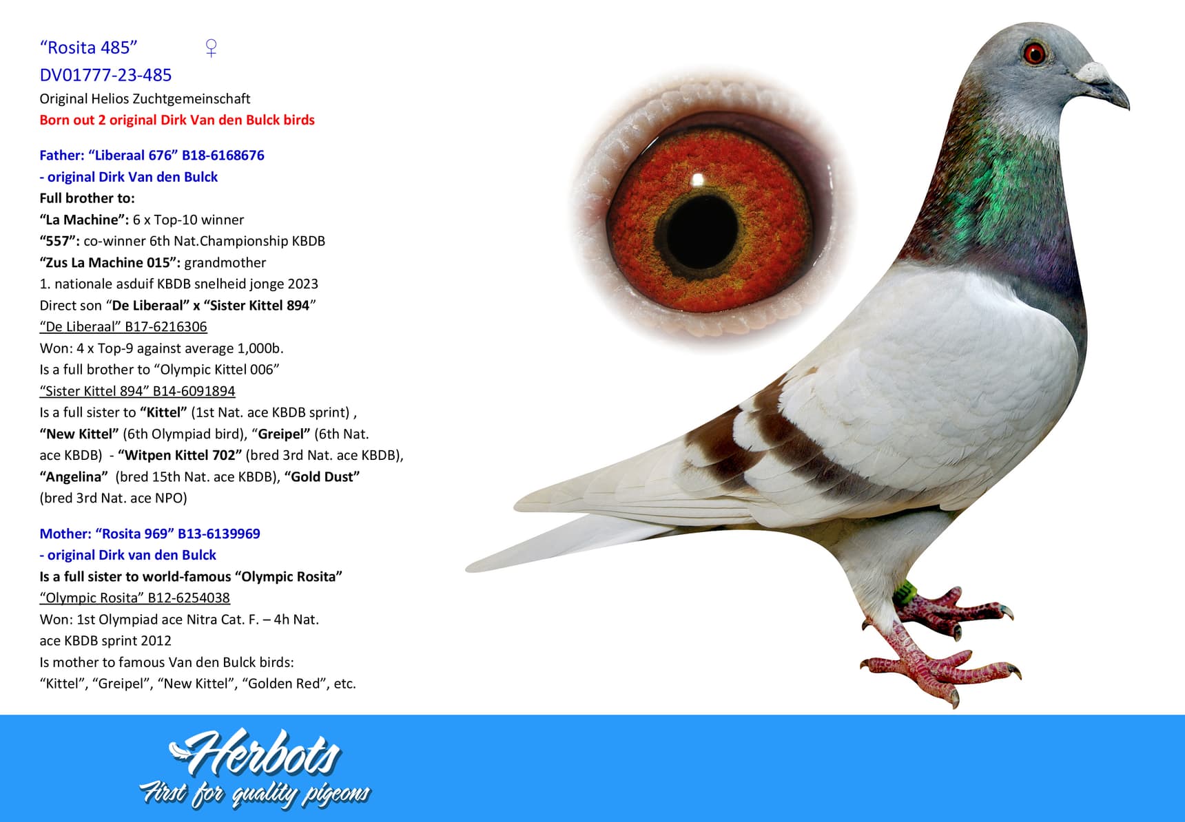 pigeon: undefined