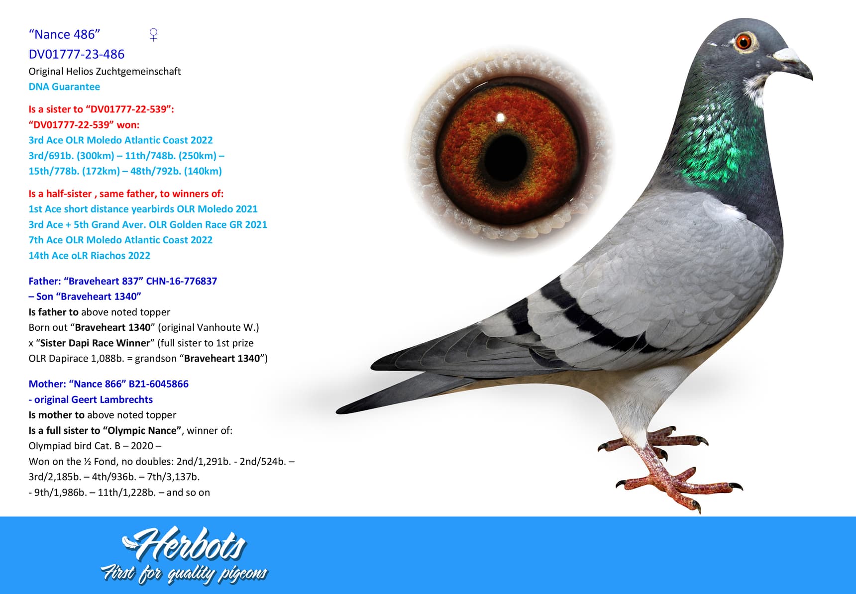 pigeon: undefined
