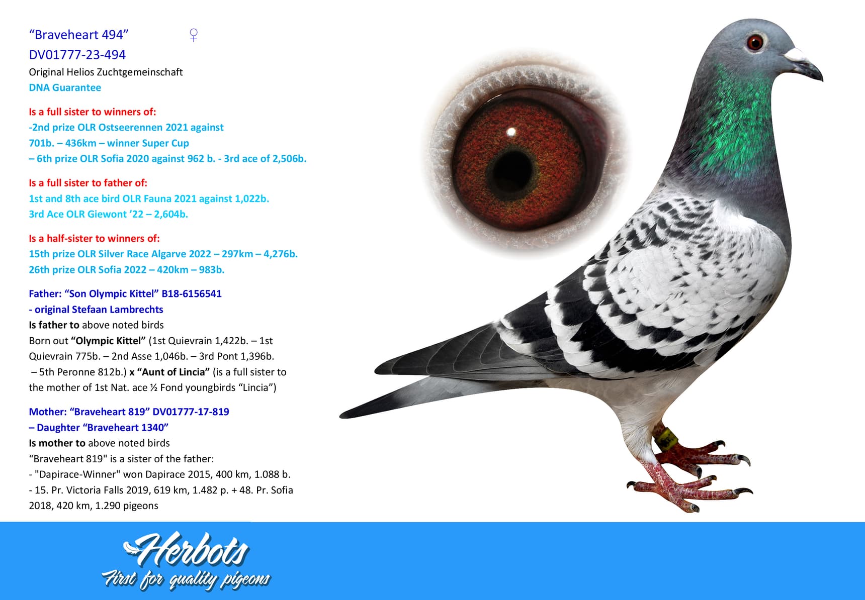 pigeon: undefined