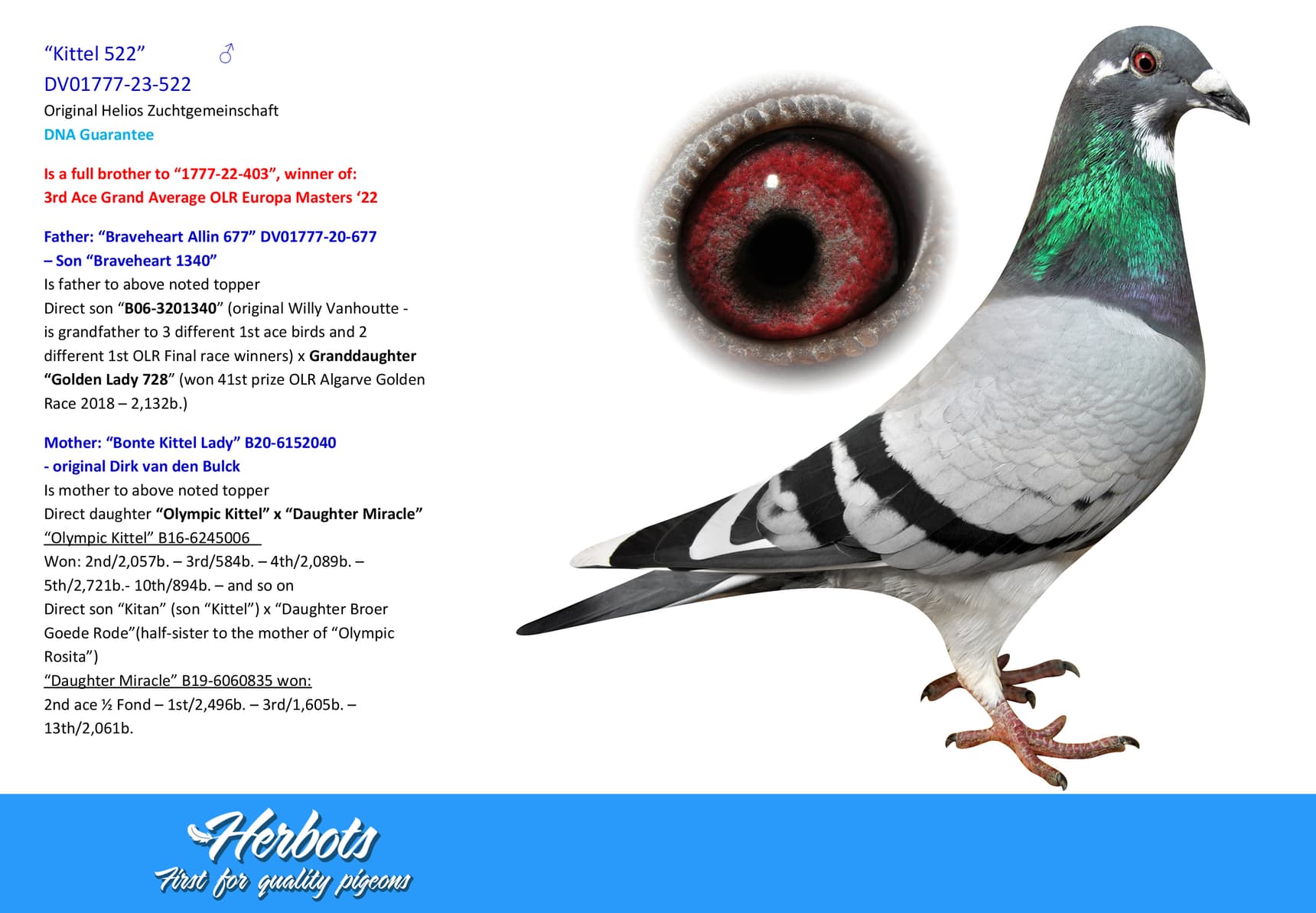 pigeon: undefined