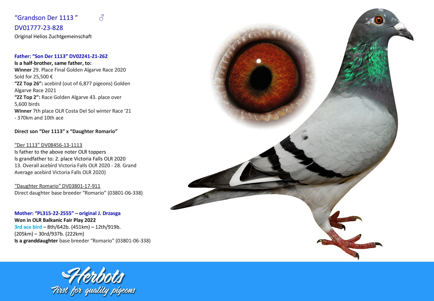 pigeon: undefined