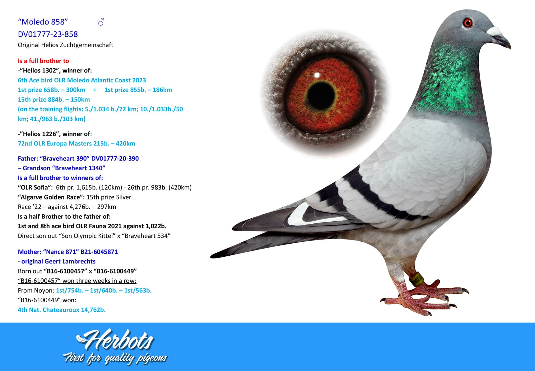 pigeon: undefined