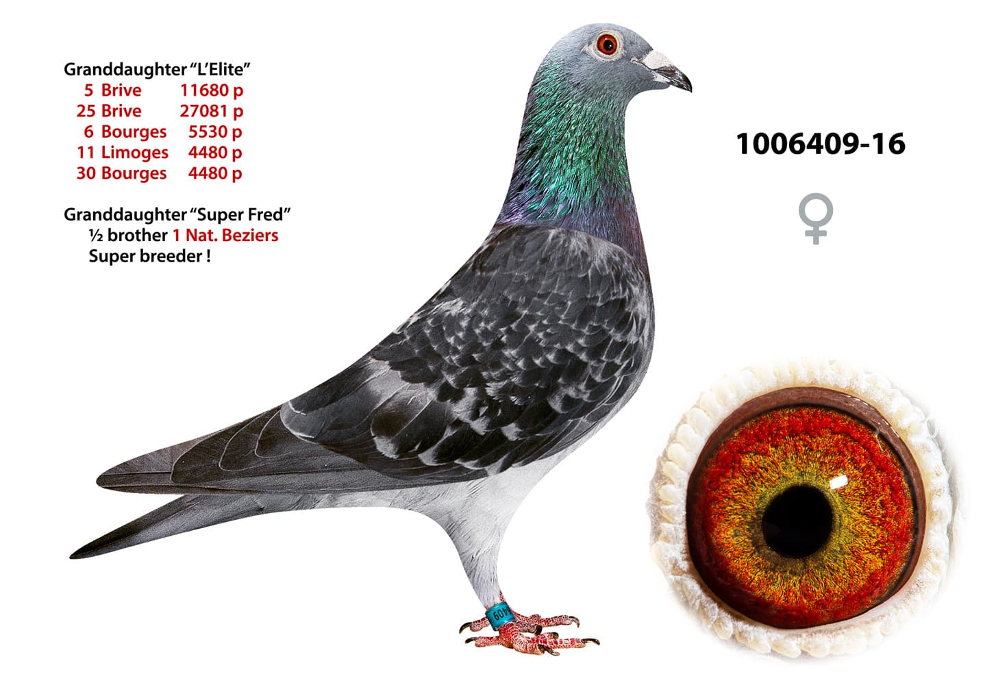 pigeon: undefined