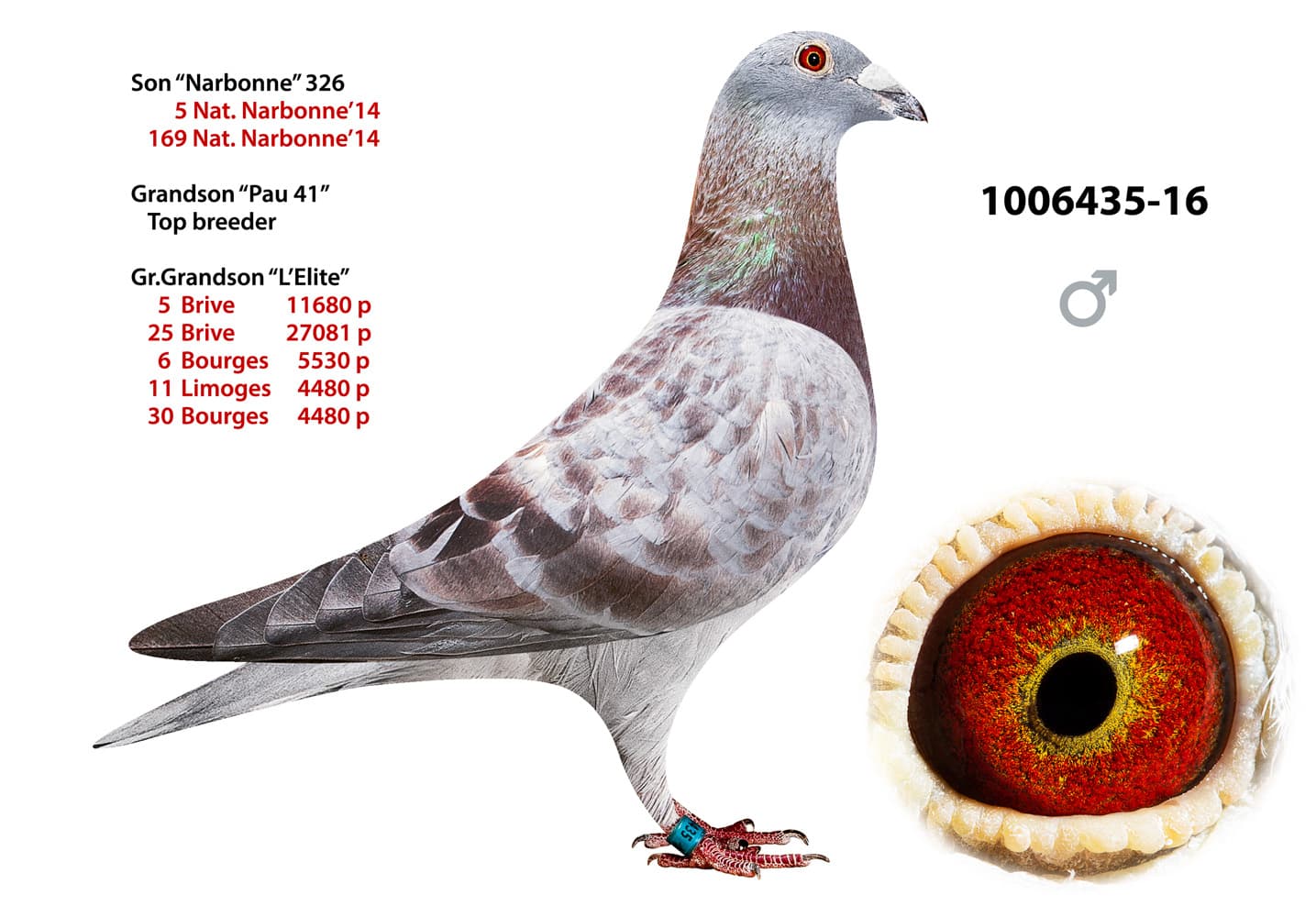 pigeon: undefined
