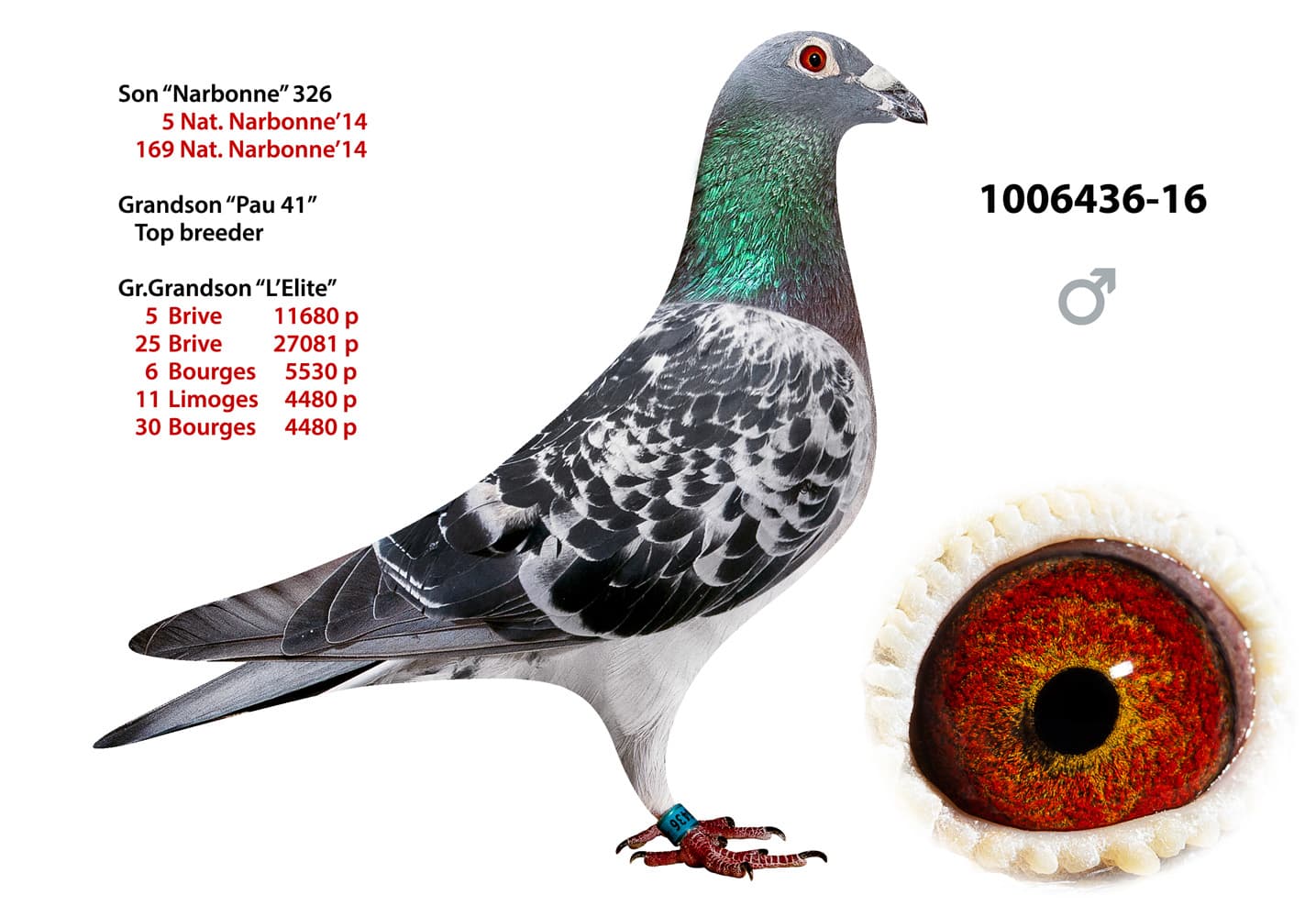 pigeon: undefined