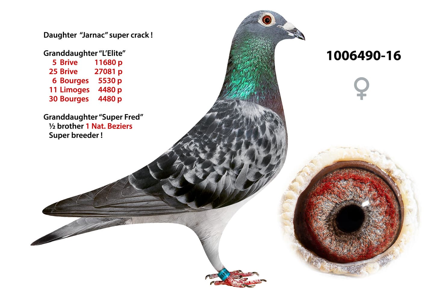 pigeon: undefined