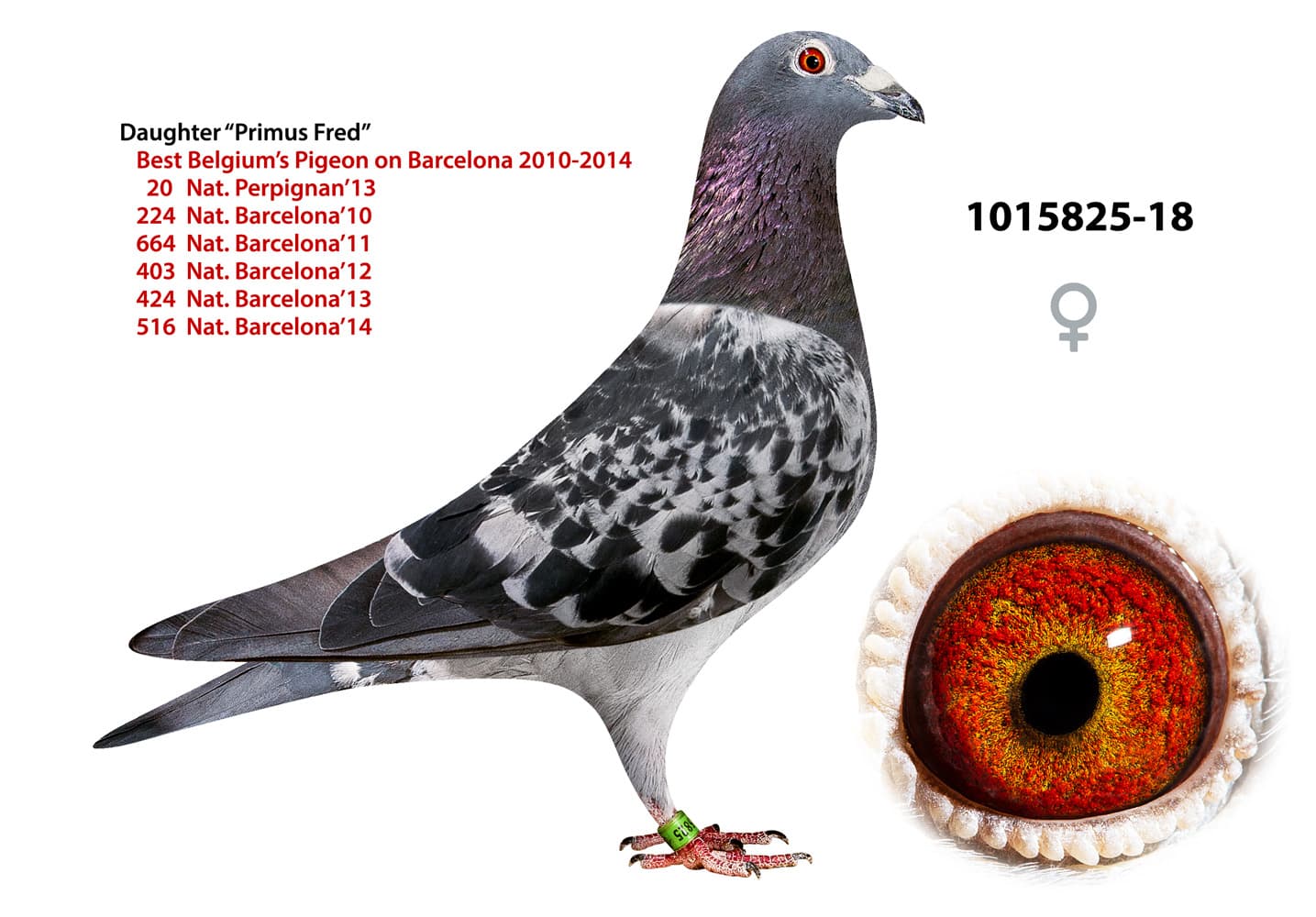 pigeon: undefined