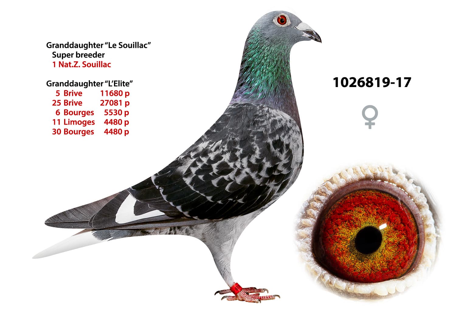 pigeon: undefined