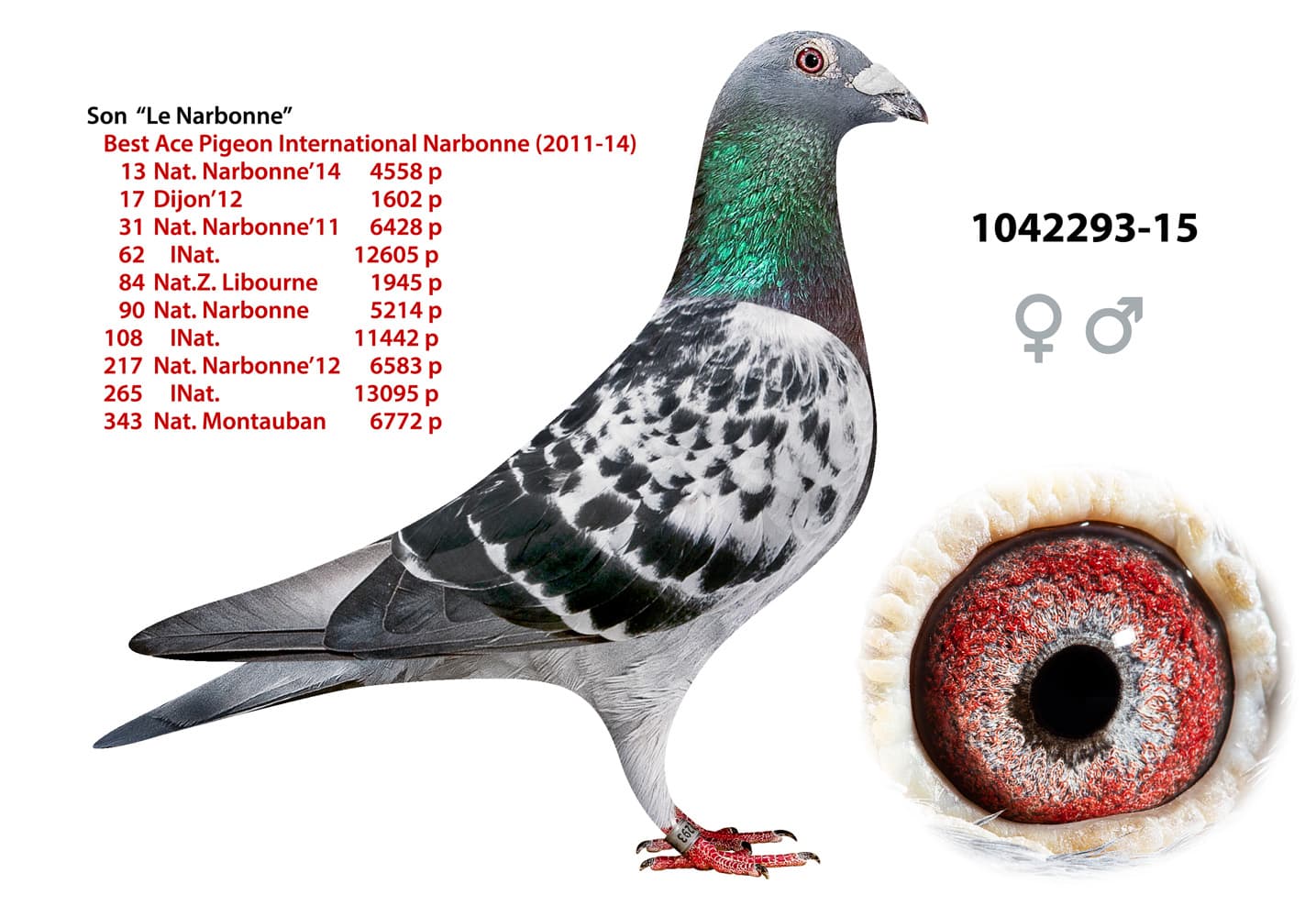 pigeon: undefined