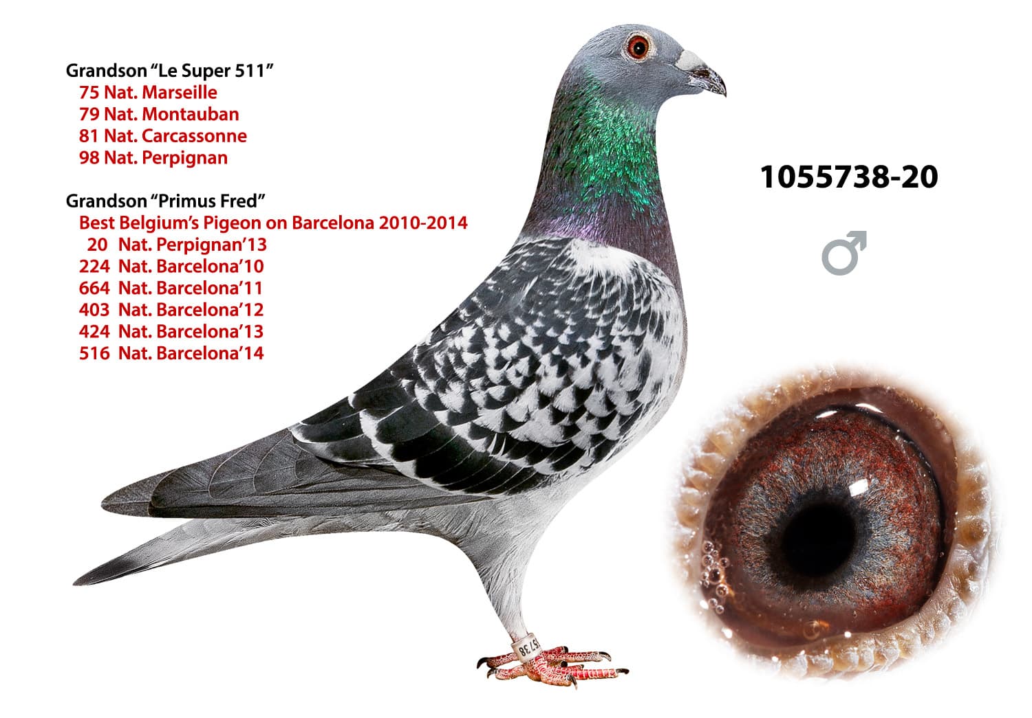 pigeon: undefined