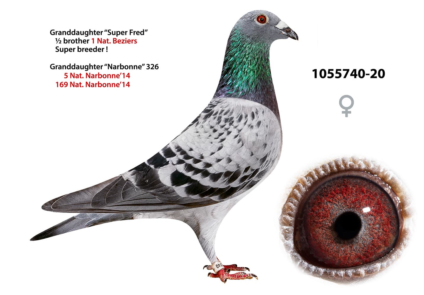 pigeon: undefined