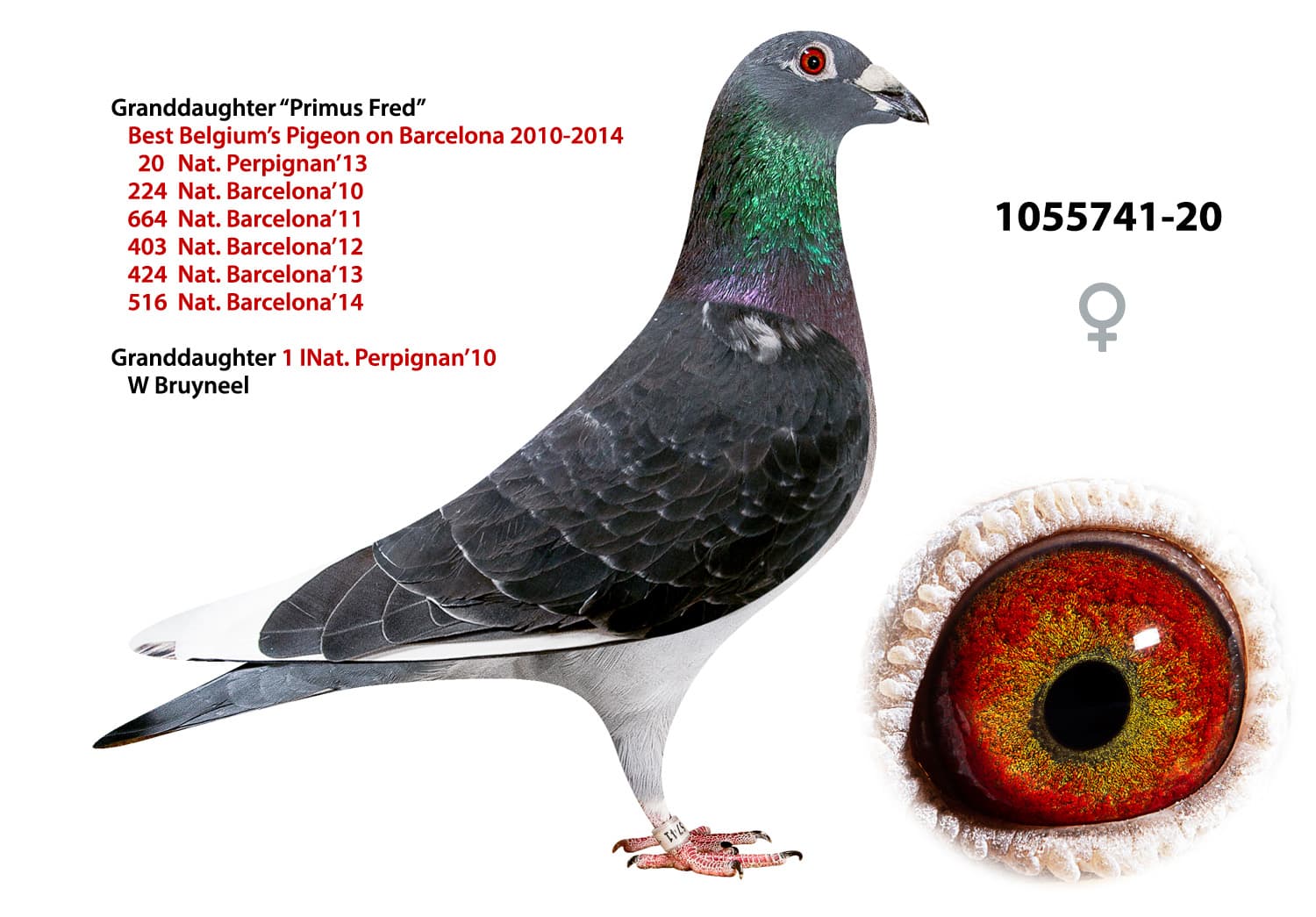 pigeon: undefined
