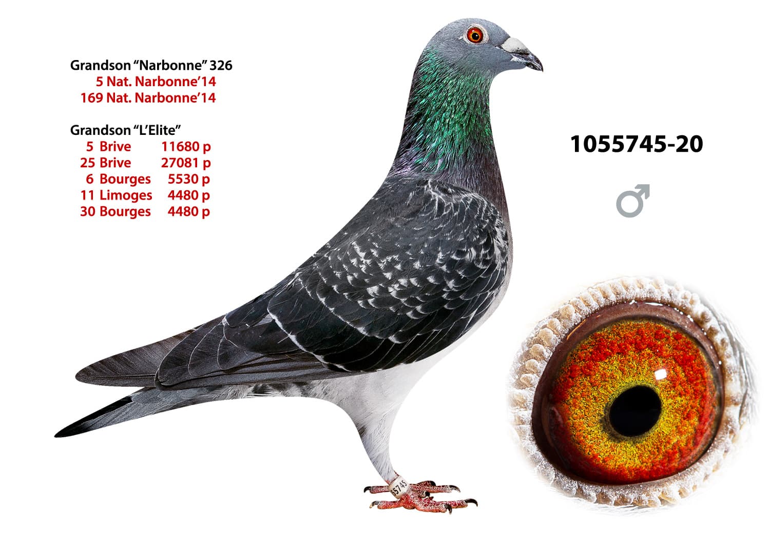 pigeon: undefined