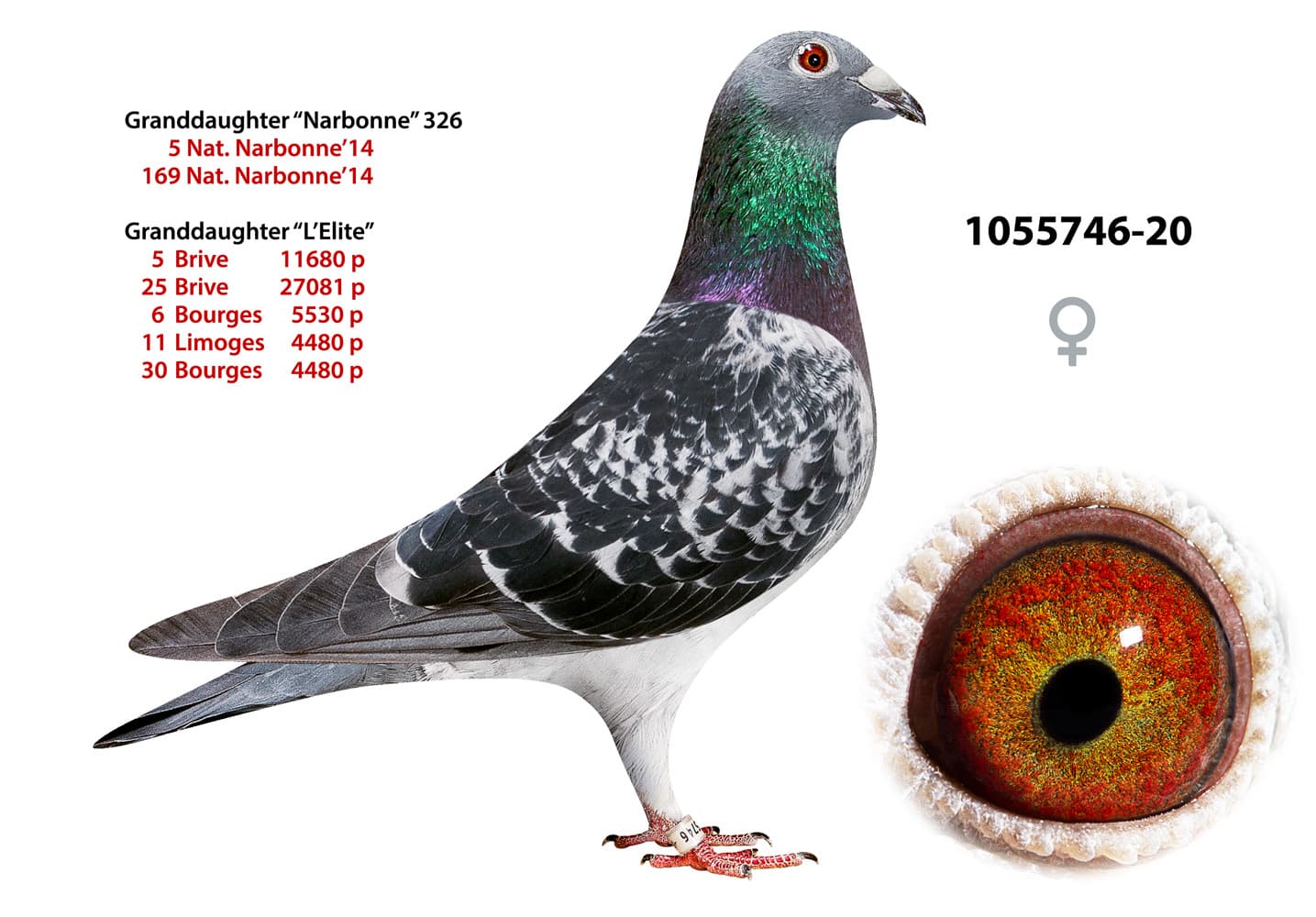 pigeon: undefined